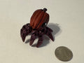 Pumpkin Octopus - Hatchling