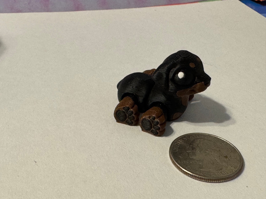 Rottweiler Hatchling