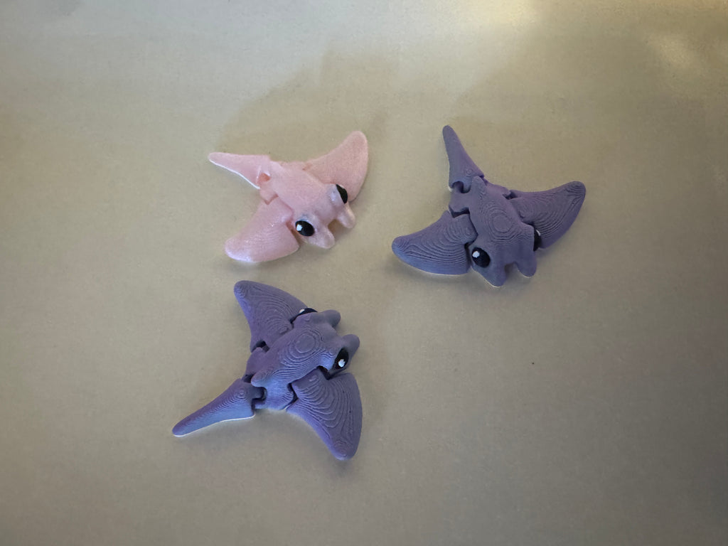 Manta Ray Hatchling