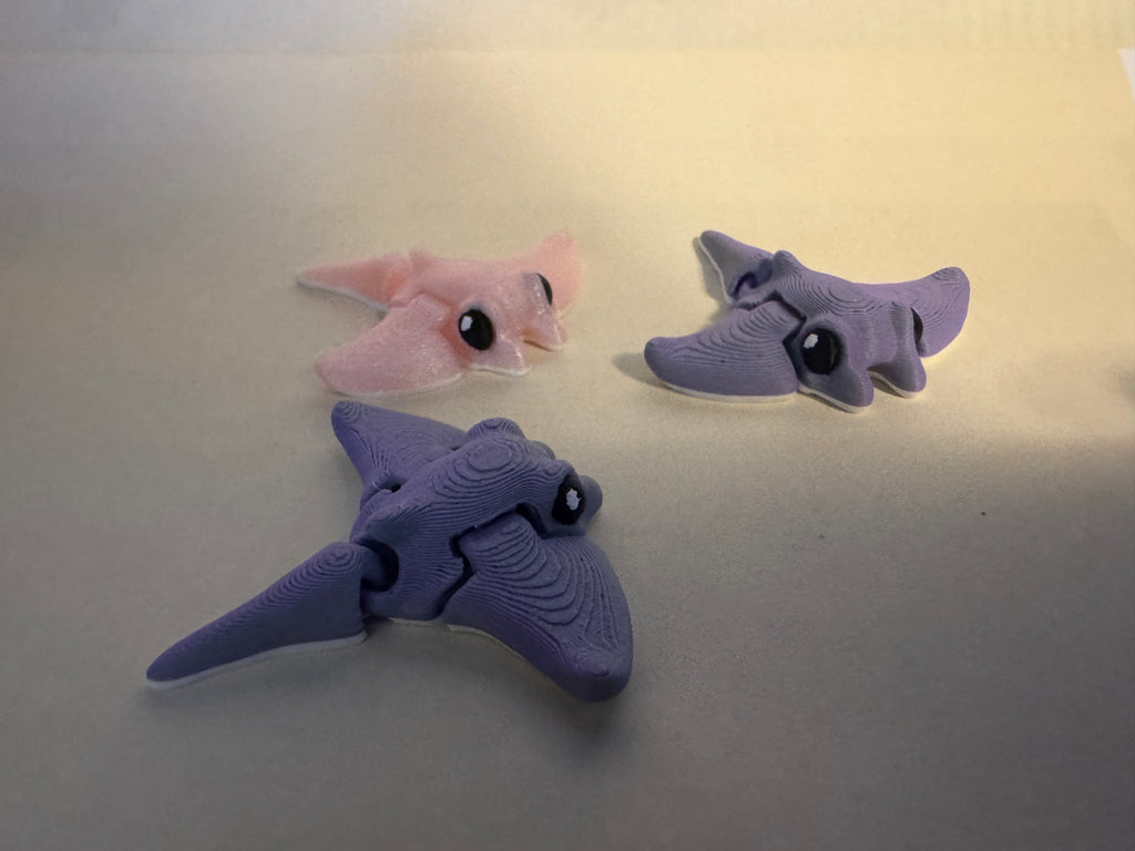 Manta Ray Hatchling
