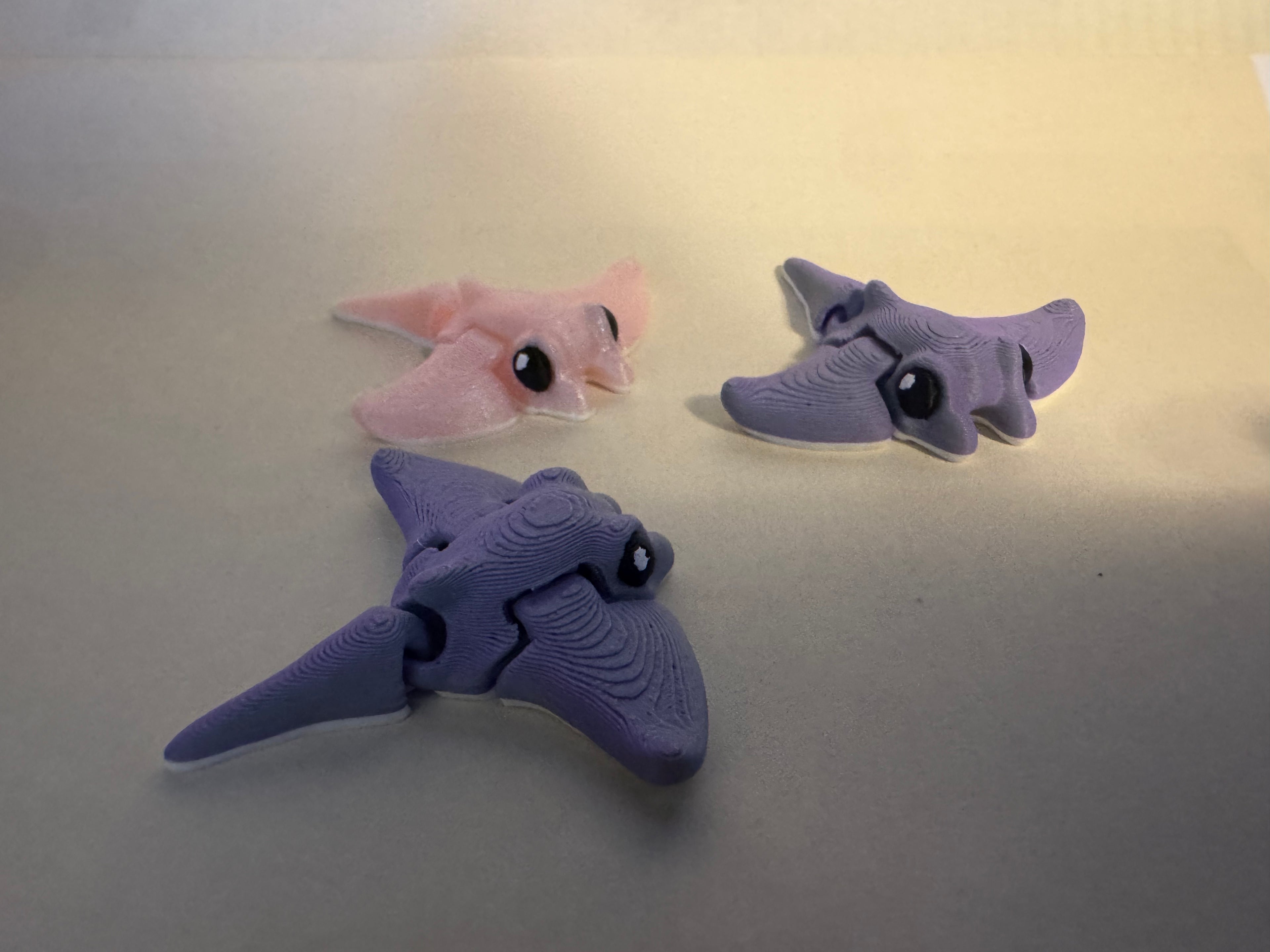 Manta Ray Hatchling