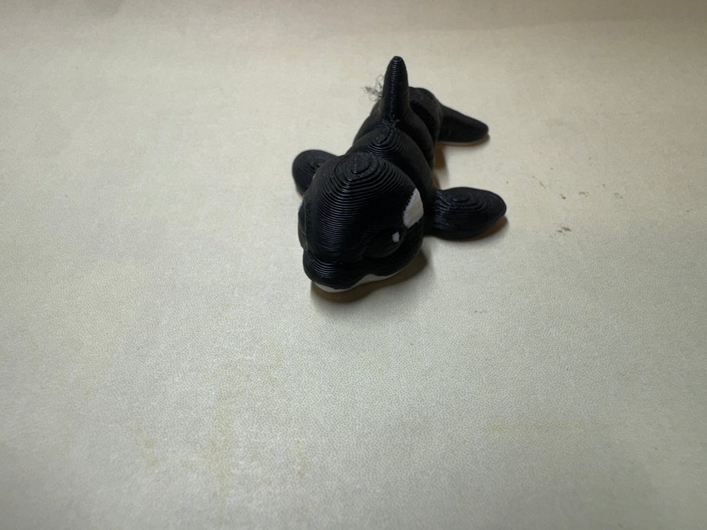 Orca Hatchling