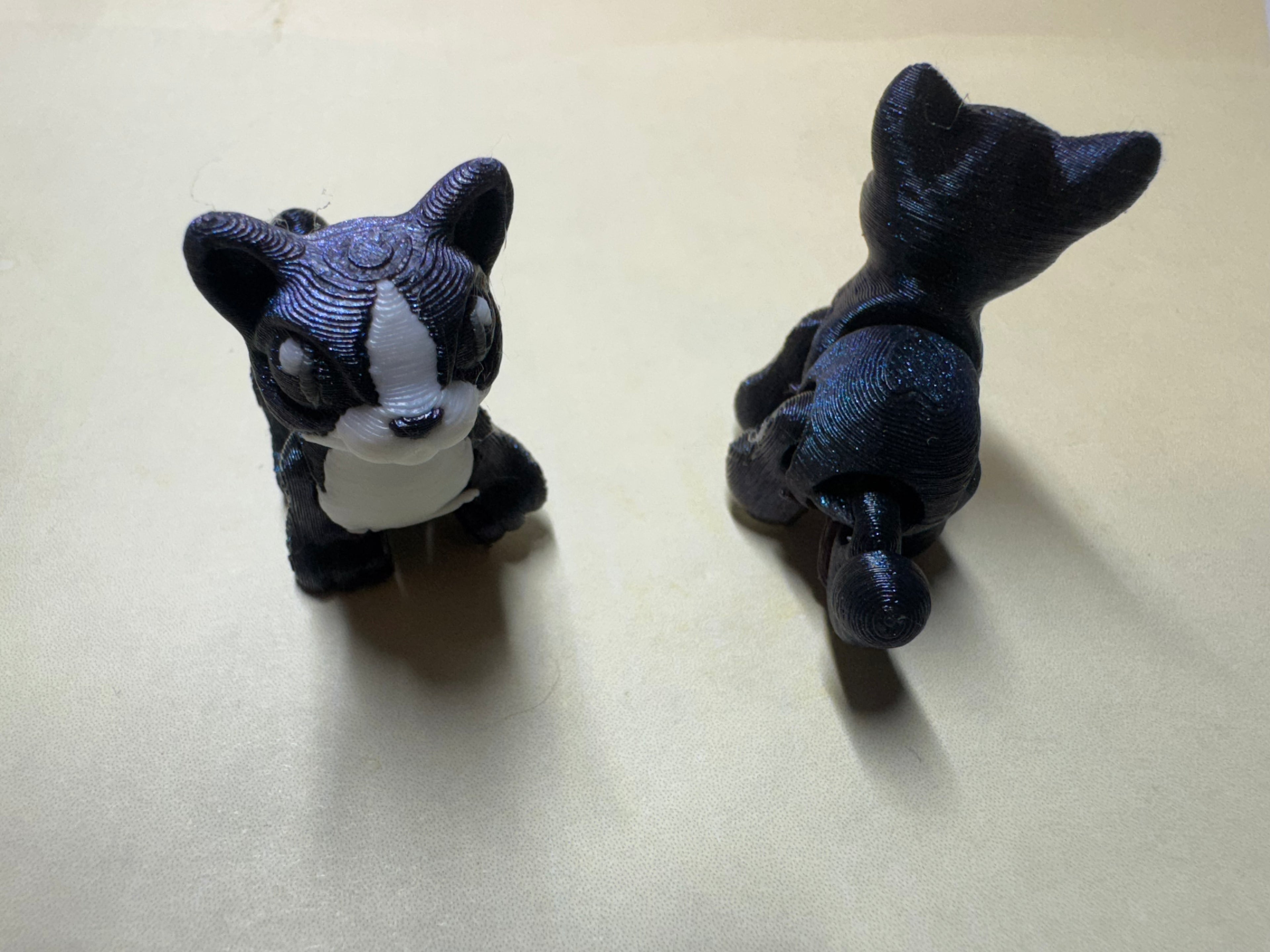 Cat Hatchling