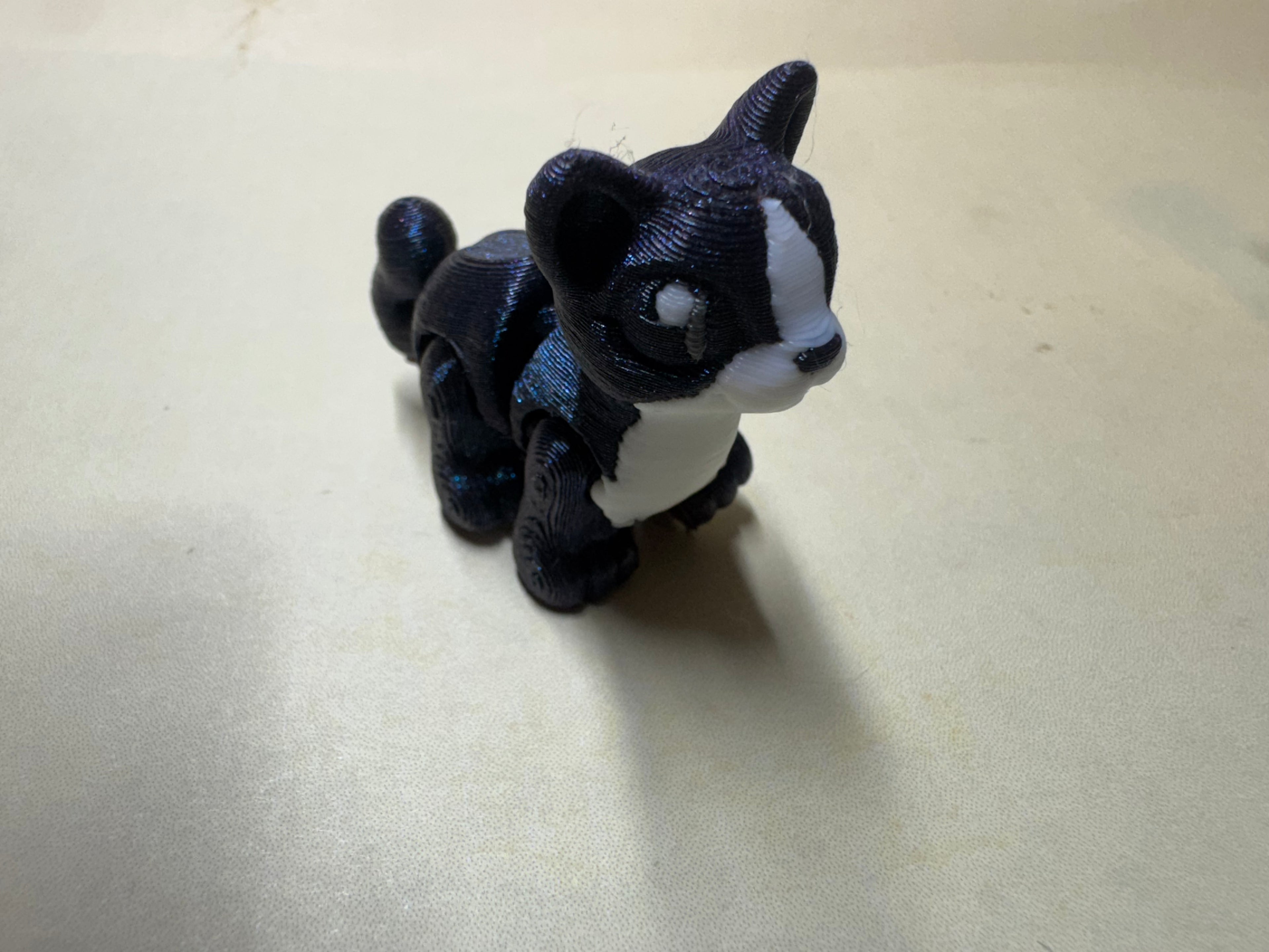 Cat Hatchling