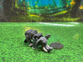 Tiny Elephant - KK