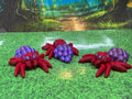 Grape Spiders - Hatchling