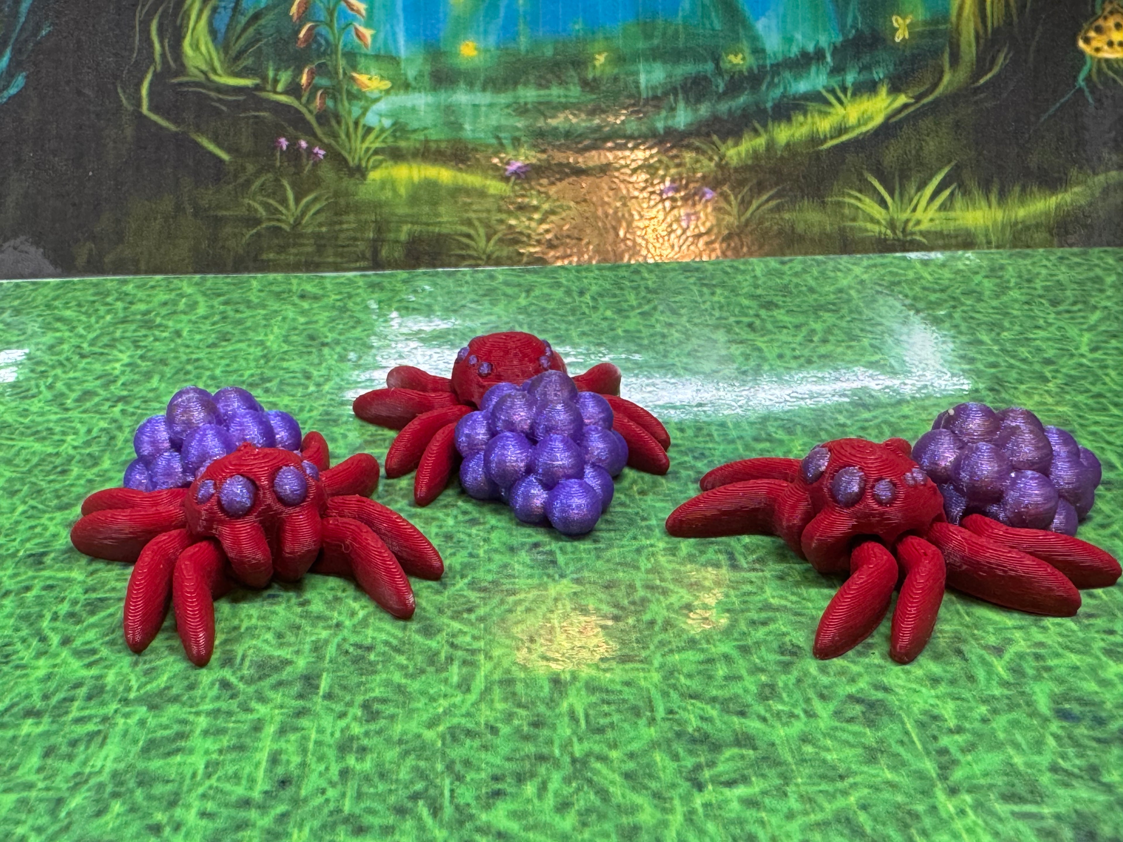 Grape Spiders - Hatchling