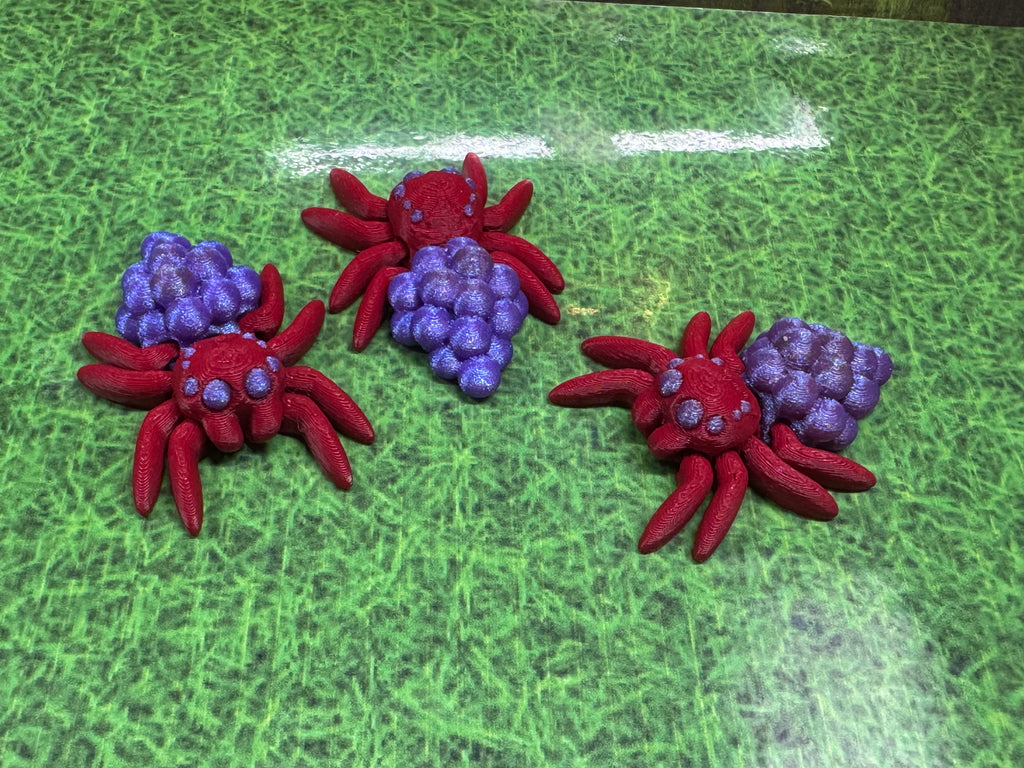 Grape Spiders - Hatchling